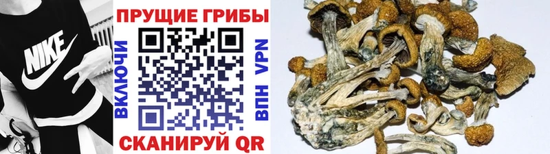 где купить наркоту Новое Девяткино Псилоцибиновые грибы Psilocybine cubensis